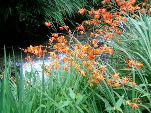 �q���q�I�E�M�Y�C�Z���i�P�w���j�]Tritonia crocosmaeflora Lemoine�]