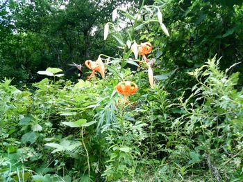 �m�M�����i䊗��j-Metanarthecium luteoviride-