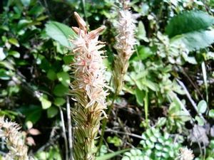 �m�M�����i䊗��j-Metanarthecium luteoviride-