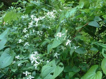 �{�^���d���i���O���j-Clematis apiifolia-