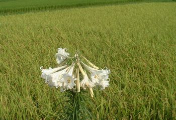 �^�J�T�S�����i�����S���j-Lilium formosanum-