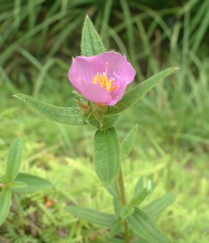 �q���m�{�^���i�P�쉲�O�j-Osbeckia chinensia-