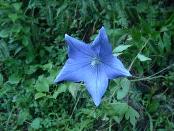 �L�L���E�i�j�[�j-Platycodon grandiflorum-