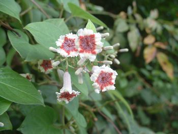 �w�N�\�J�Y���i�������j�|Paederia scandens�|