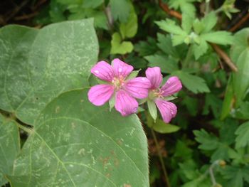 �Q���m�V���E�R���̏؋��j�|Geranium nepaiense�|