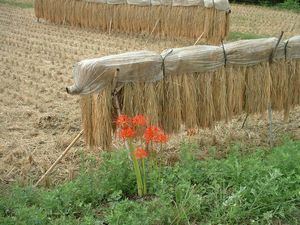 �q�K���o�i�i�ފ݉ԁj�|Lycoris radiata, Red spider lily�|