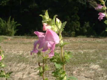 �R�V�I�K�}�i�����}�j�|Phtheirospermum japonicum �|