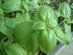 ���֑O�ŕc����ĂĂ���|�o�W���|